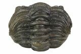Wide Enrolled Pedinopariops Trilobite - Fantastic Detail #69752-3